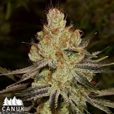 Agent Orange Regular Seeds (10 Seeds)