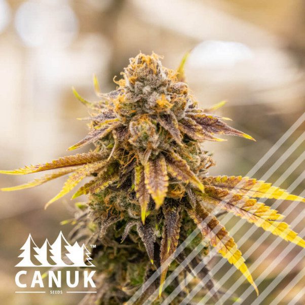 Bruce Banner CBD Regular Seeds (10 Seeds)