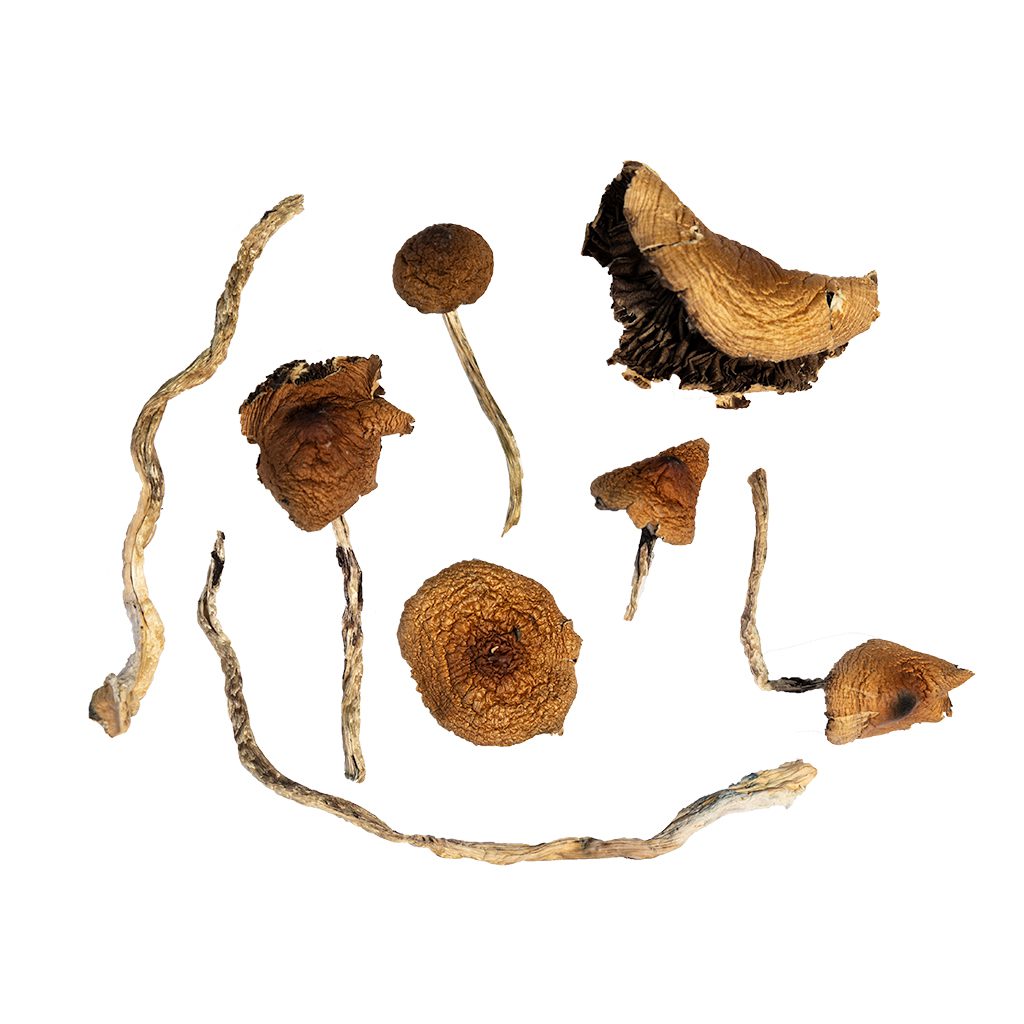 Daddy Long Legs | Shroomies | 1 Oz - Image 2