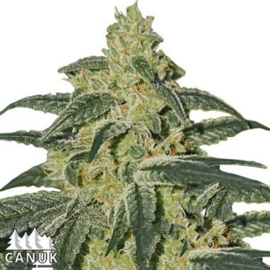 Afghan Hash Plant Regular Seeds ELITE STRAIN (10 Seeds)